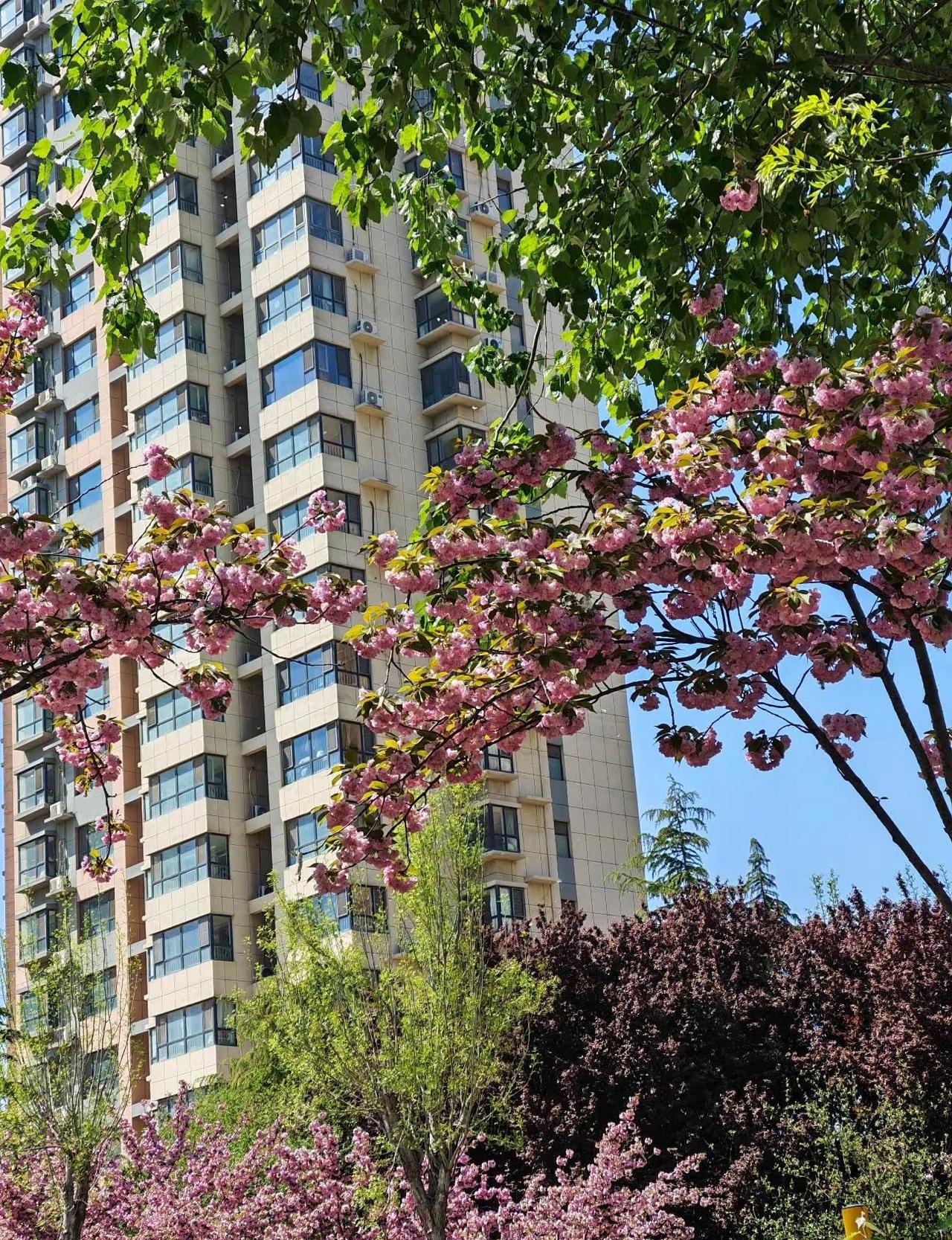 聊城把杨絮管管吧  出门黑衣服回家变白的了春日限定美景 柳絮满天飞 杨絮满天飞
