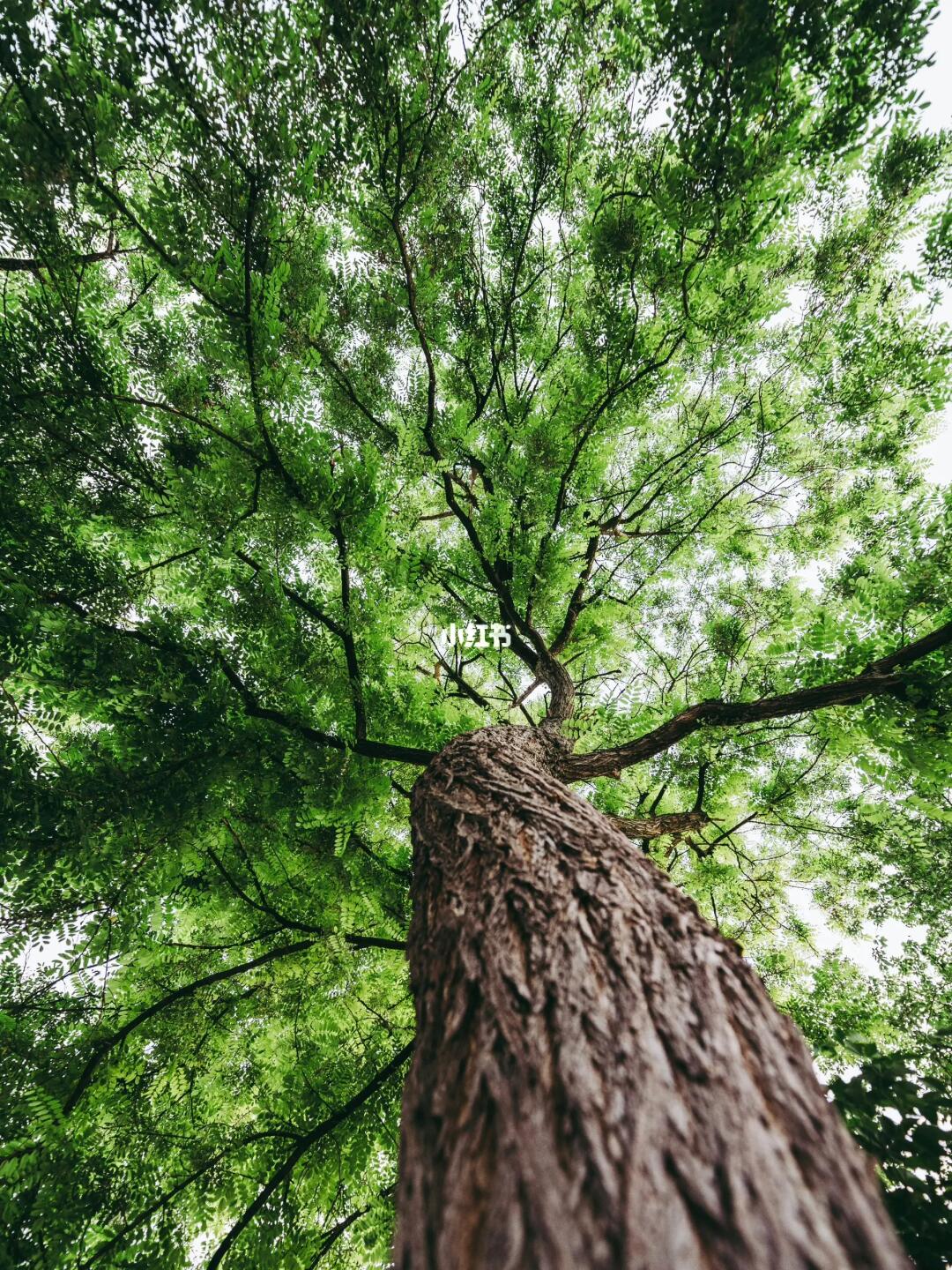 🌲树是天空的脉搏