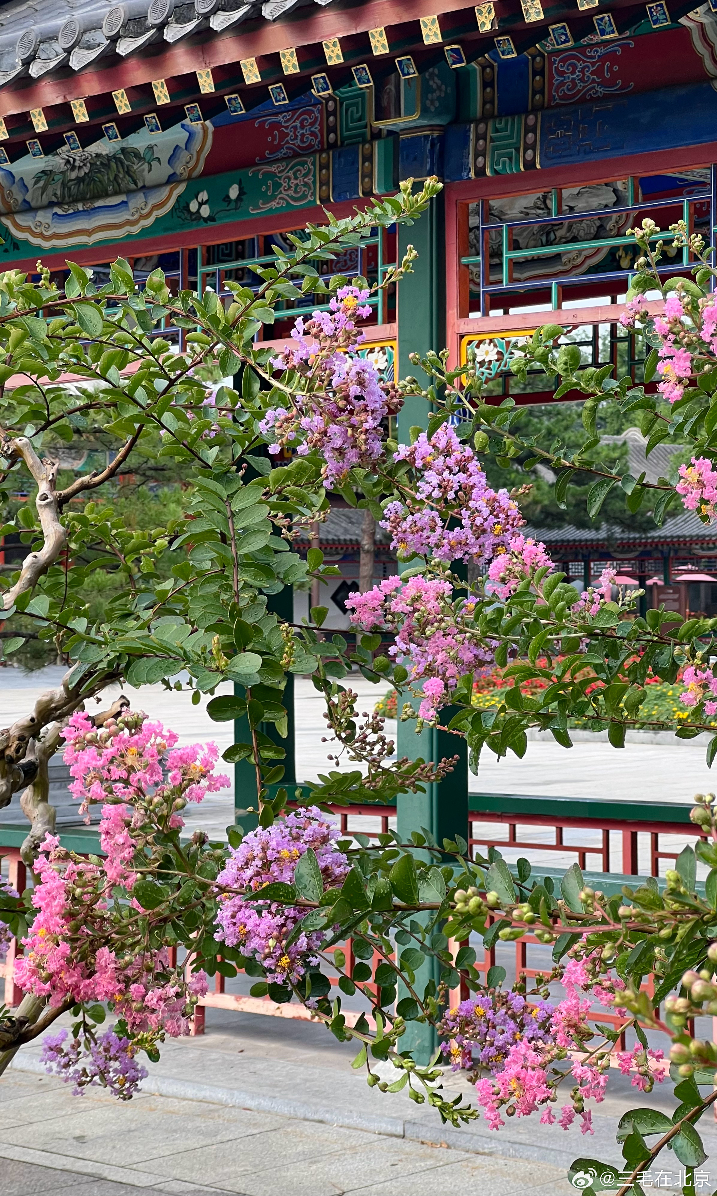 中山公园 紫薇花开摄影