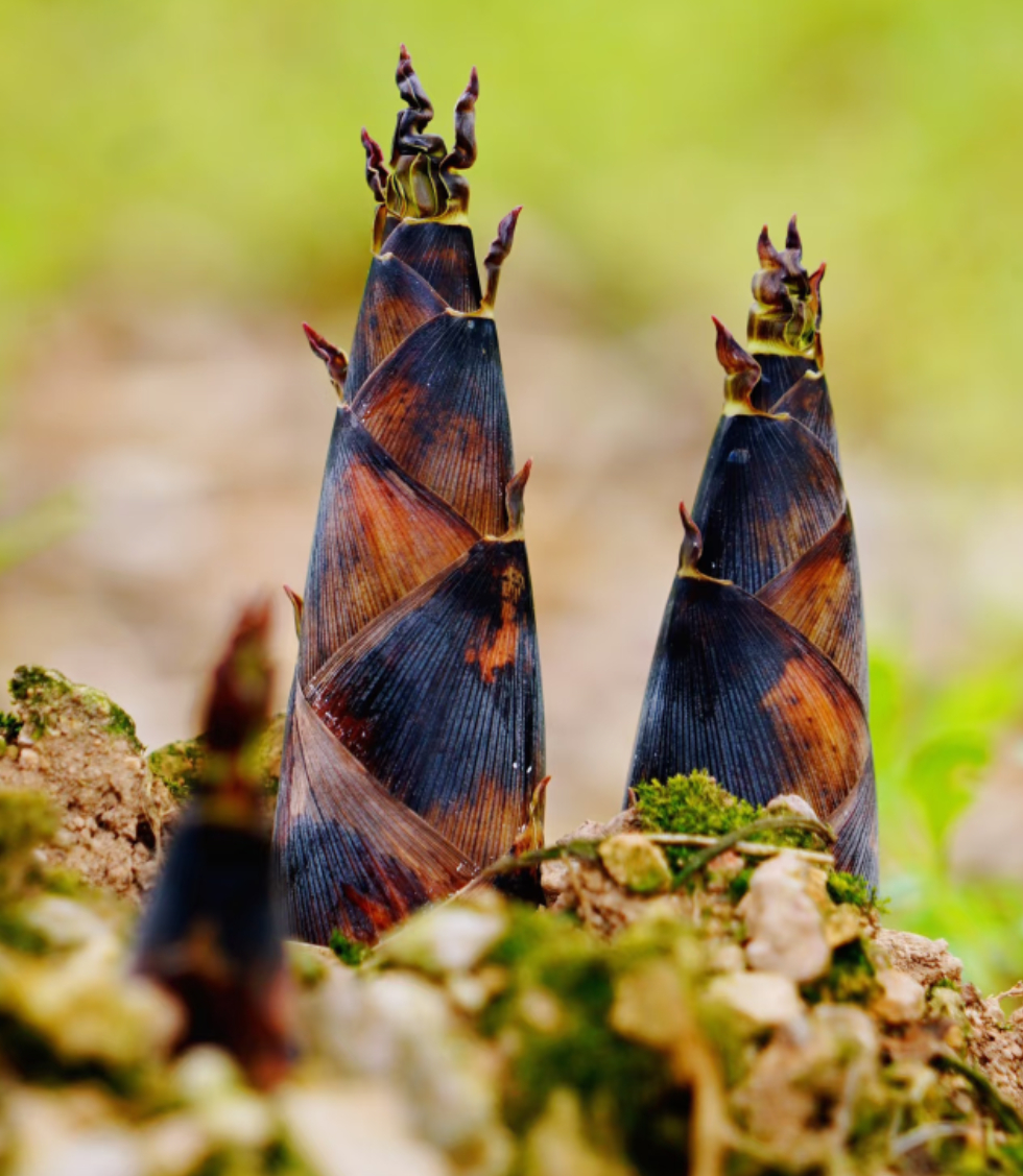 如果上面每人发一个于适，那生育率绝对咔咔咔的上涨，如雨后春笋 