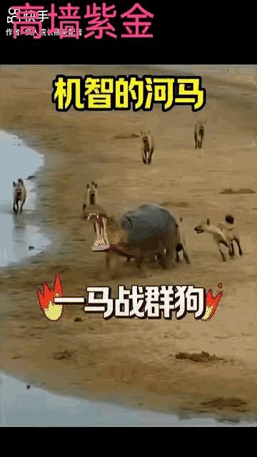 岸边一群鬣狗盯上了河马，成群结队上前不断纠缠。
孤立无援的河马只能扭头奔向自己的