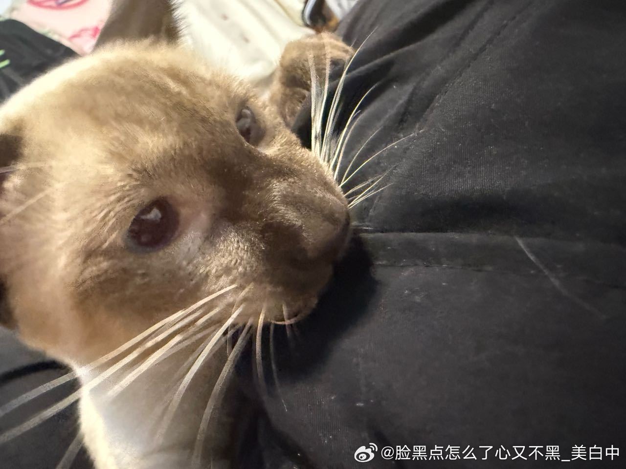 3978只黑臉可是呢，这是一只大老鼠，一头宝宝猪呀 