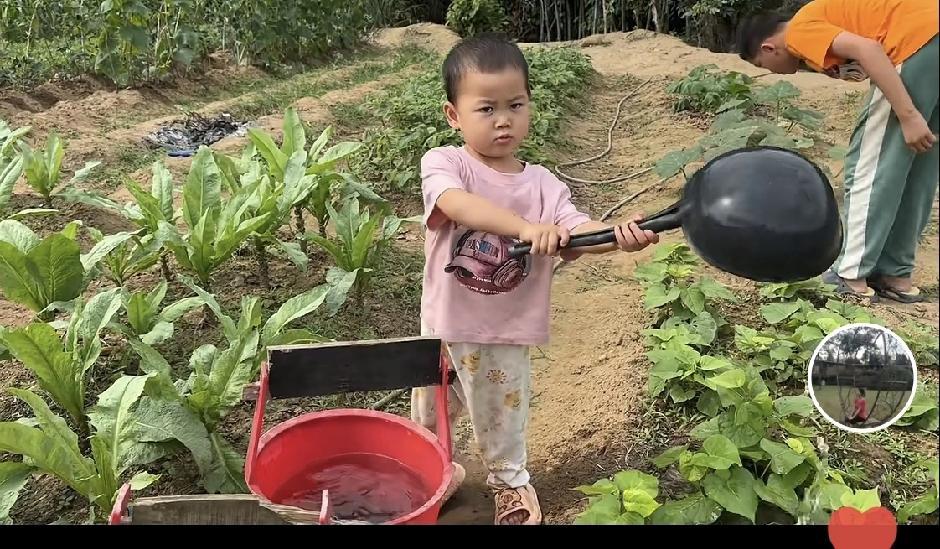 一帆妈妈家有四个孩子，两个儿子两个女儿，最小那个女儿朵朵才四岁，朵朵近日在菜地里