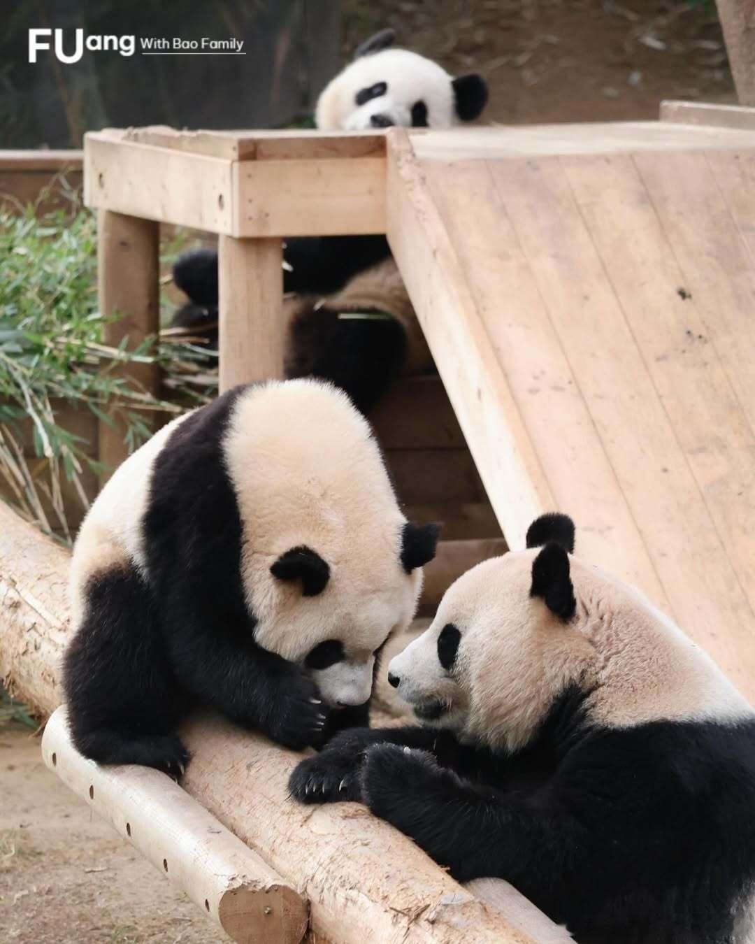 睿宝和爱宝偷偷蛐蛐辉宝，不料一切都被辉宝看在眼里……还不知道辉宝如何应对 