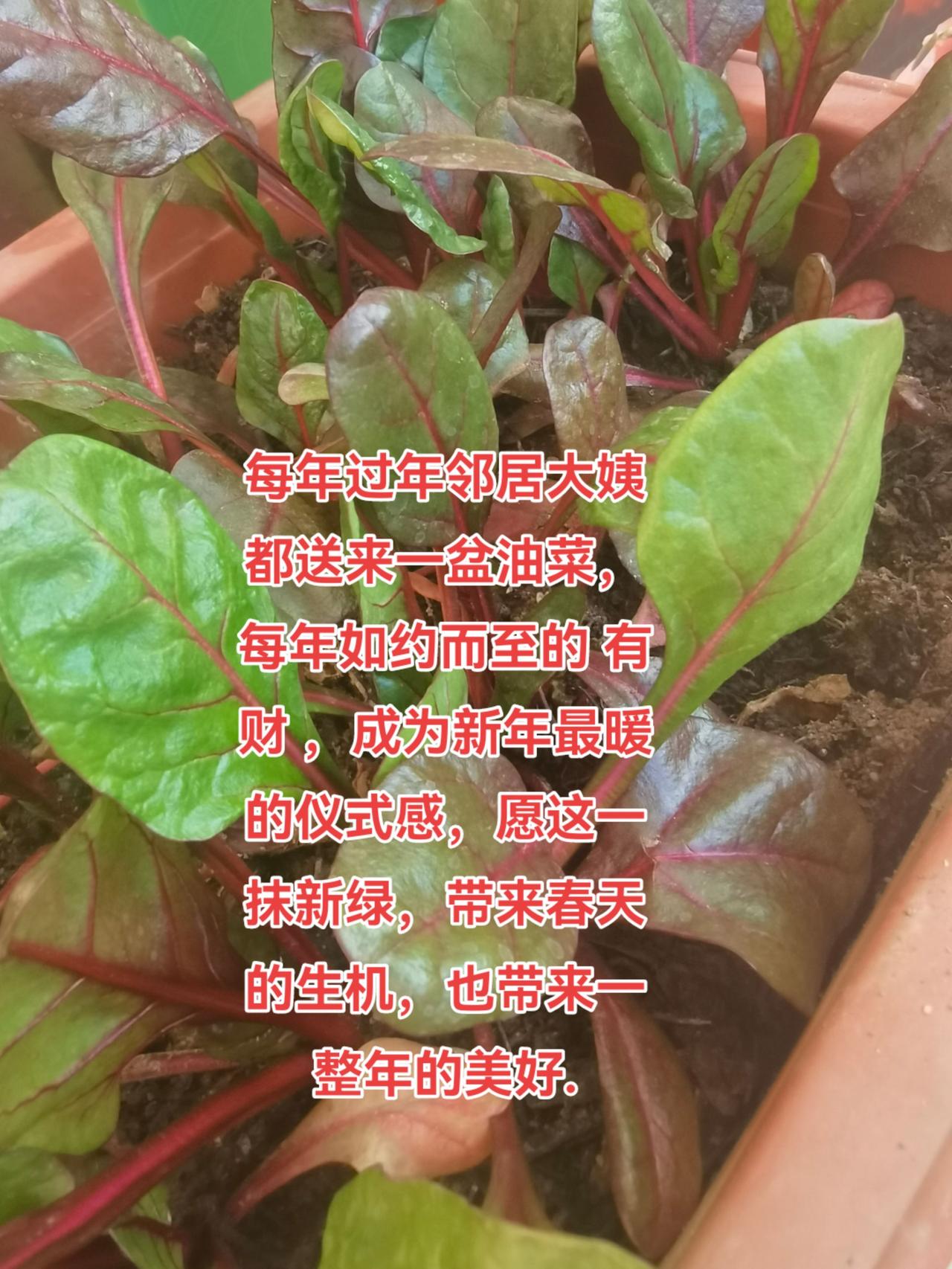 阳光明媚的日子