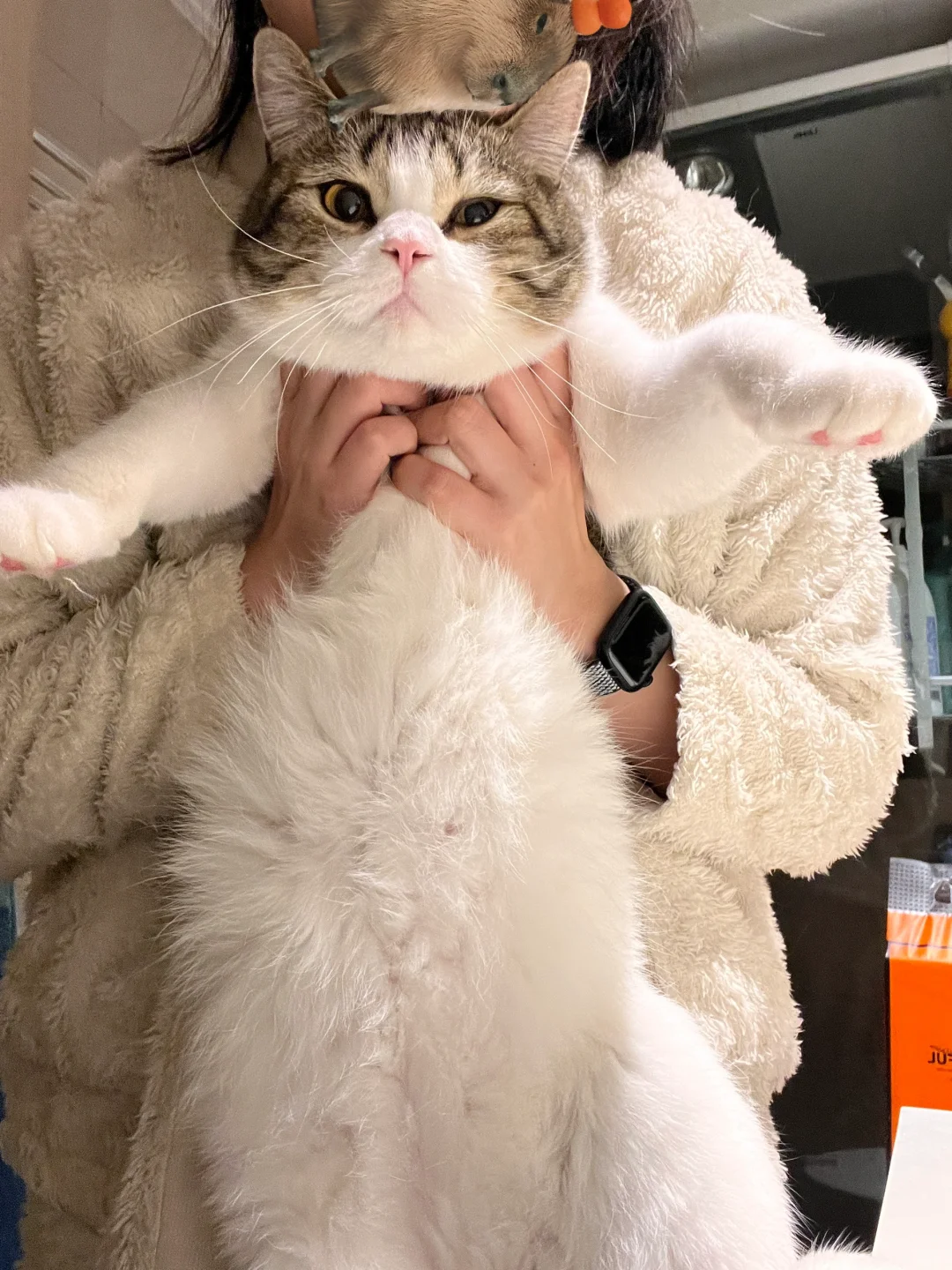 白猫一只，提起来胆量是非常不错的