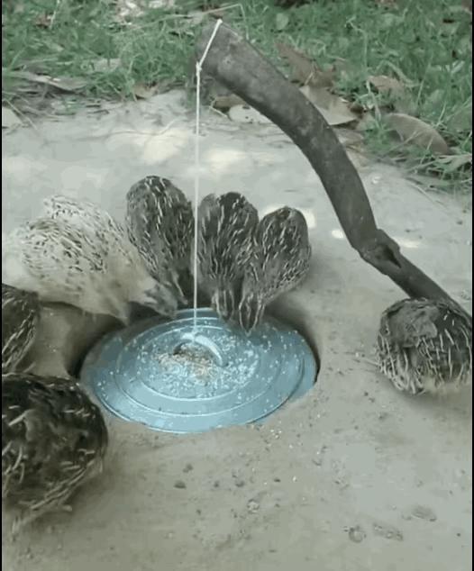 #A股#有人说图片里的场景就是A股巿场！像不像？ ​​​