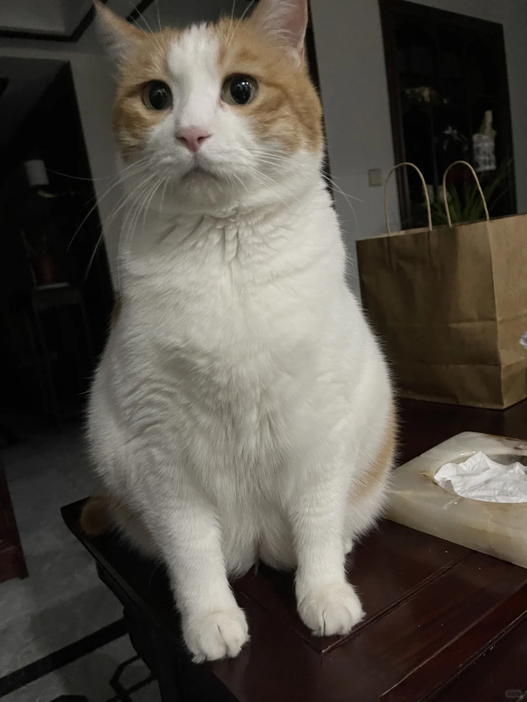 妈，吃啥给小猫咪检查一下，绝不是猫馋😋