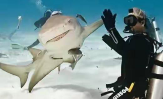 1996年，一位女性潜水者在潜水时，看到一只鲨鱼的牙上挂着一根大钩子，便帮助它把