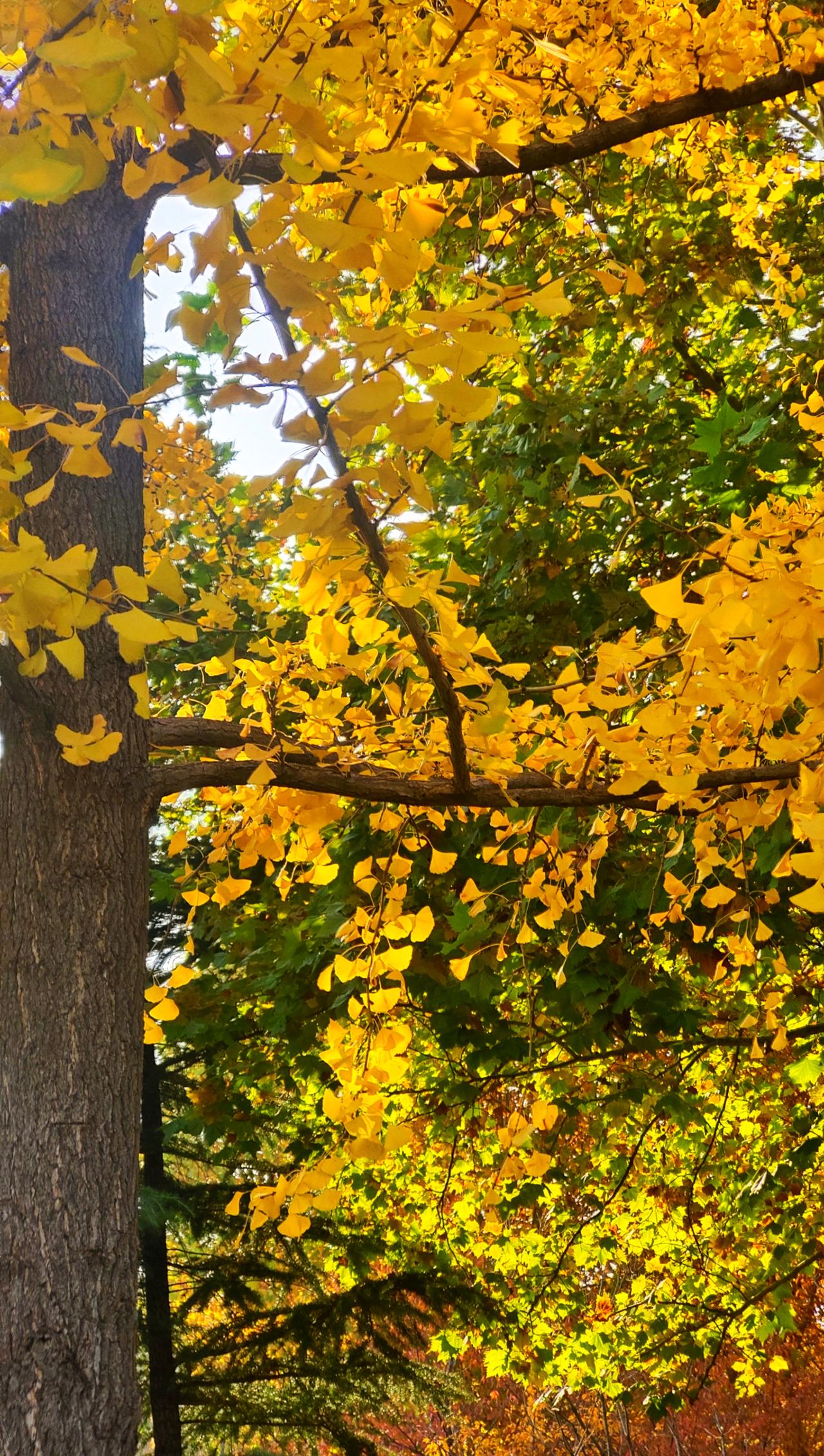 分享一张秋色的美景济源银杏，秋色美景