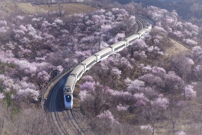 AI妙生图春天的脚步。