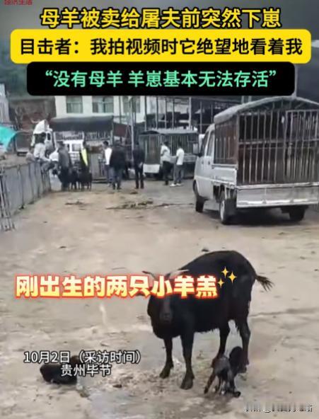 “万物皆有灵！”25年10月，贵州毕节，一女子拉着羊到市场上卖，刚卖给屠夫，其中
