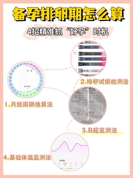 排卵期怎么算？4招教你精准抓住好孕期