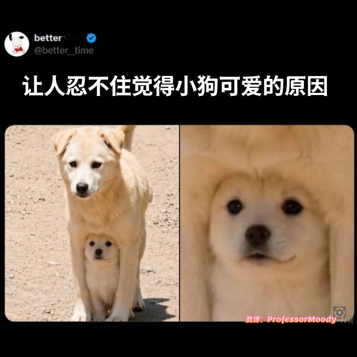 原来可爱也是遗传的。meme ​​​