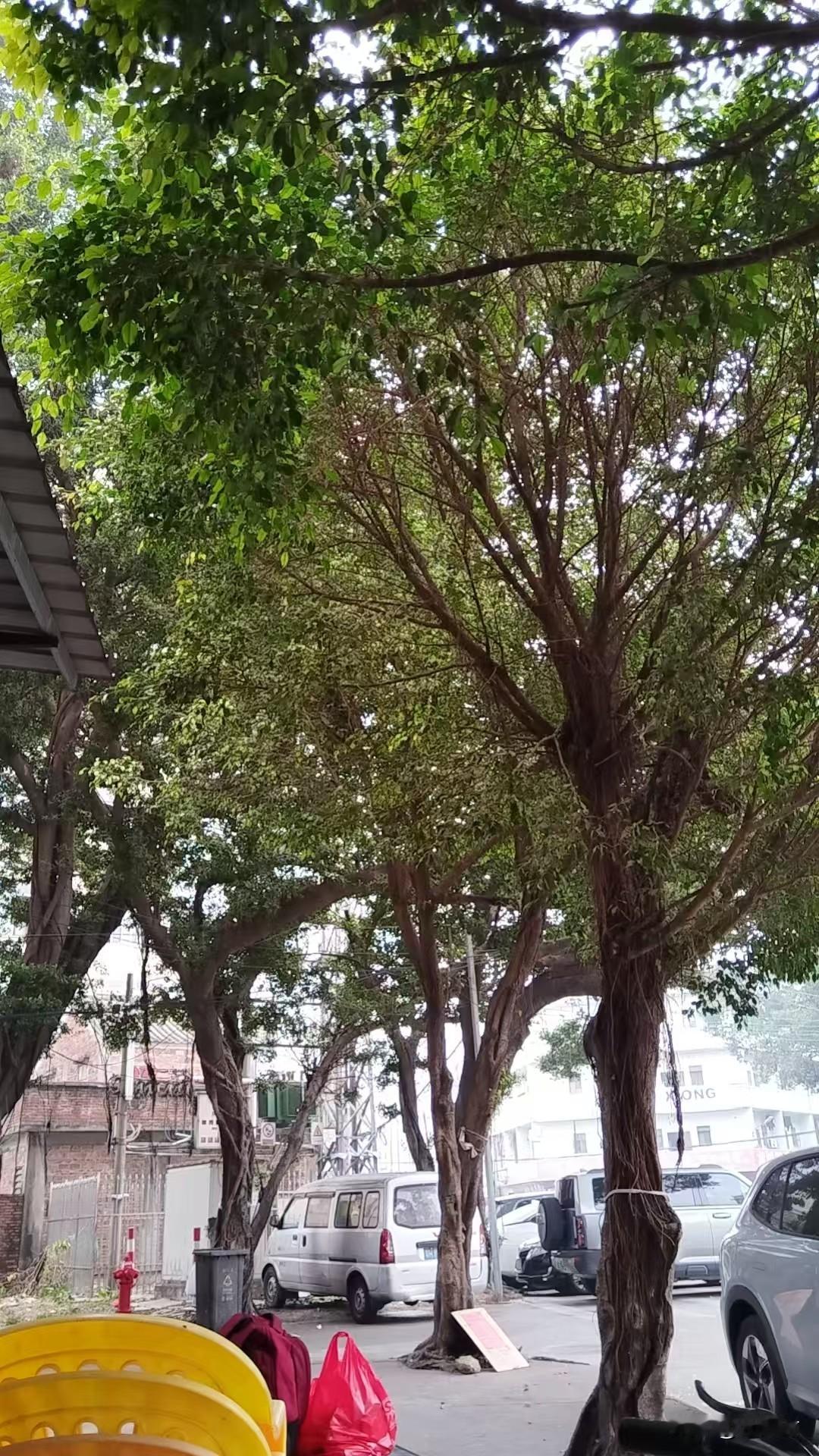 远嫁的我准备出发回娘家了，这反复的我也真是没办法了。

前一段时间说不回娘家了，