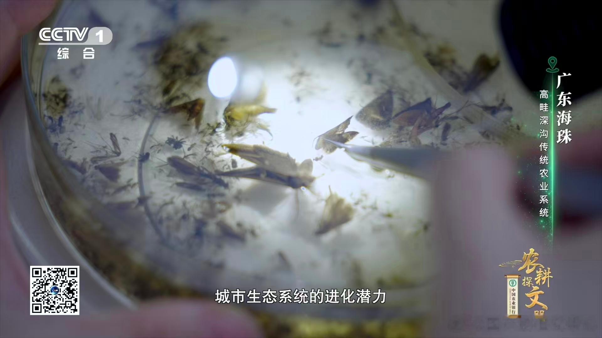 农耕探文明央视一套的《农耕探文明》，作为农业类纪录片，呈现方式直观又生动，不就是
