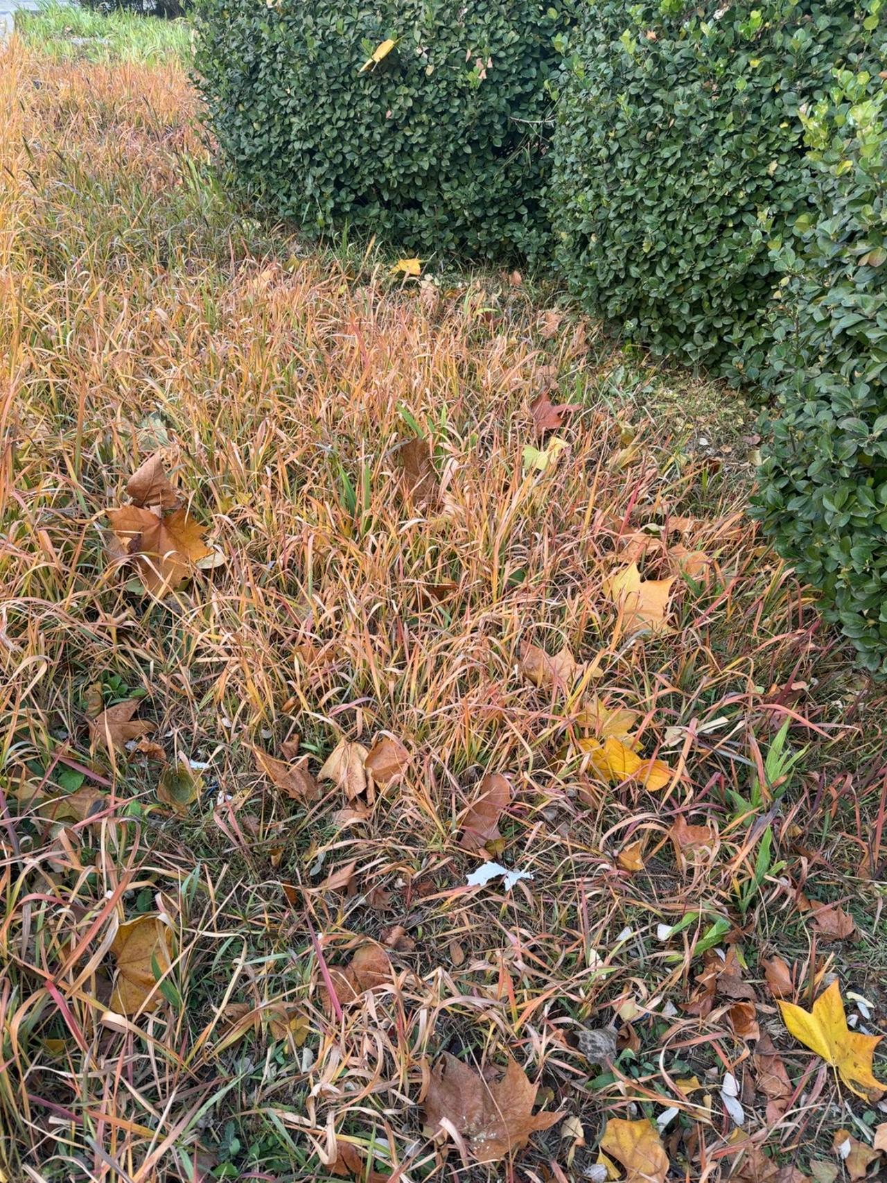 看看这片秋草，枯黄与绿意相互纠缠，落叶静卧其间。像时光在这里打了个盹，把夏的繁茂
