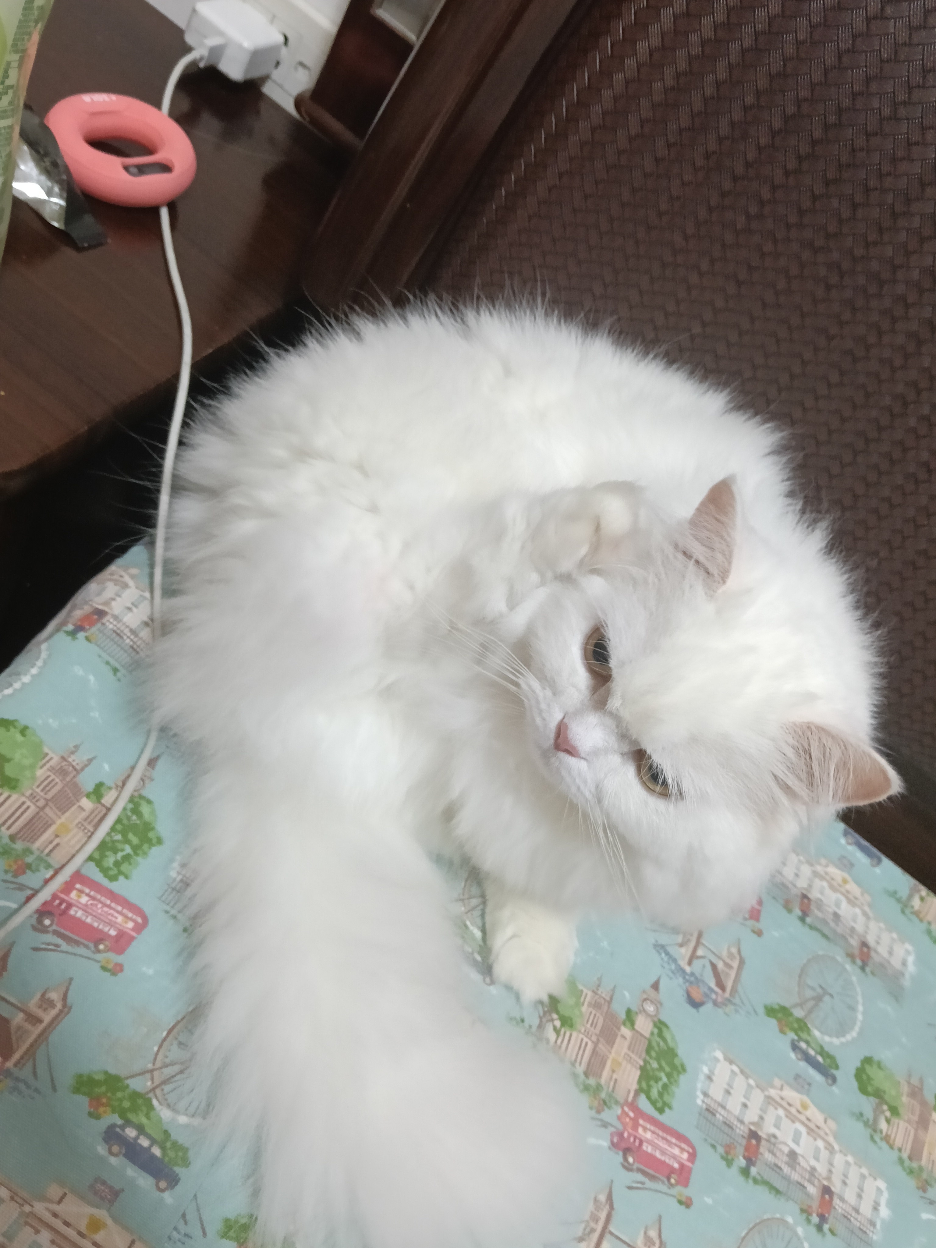 萌物 