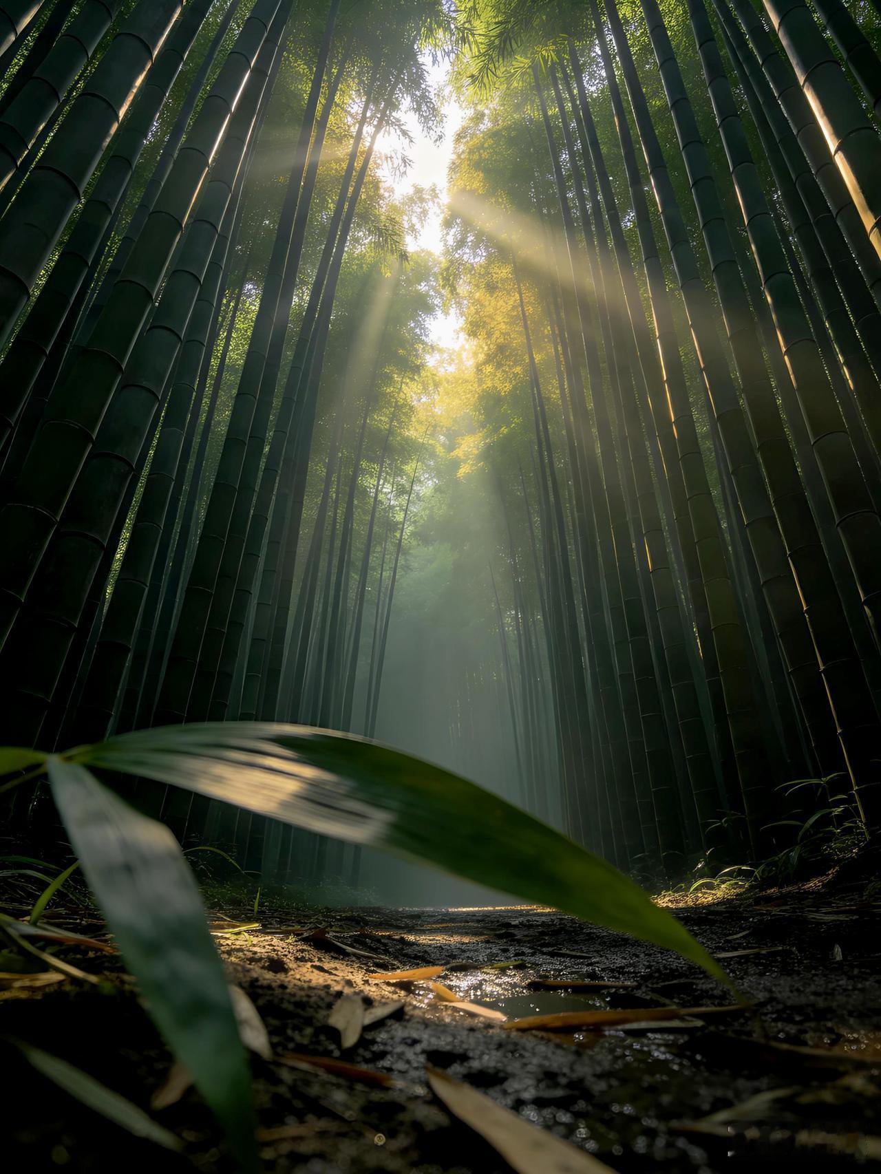夏日生活打卡季竹林深处光影摇曳，风声穿叶而过，静坐片刻，听见内心的声音。