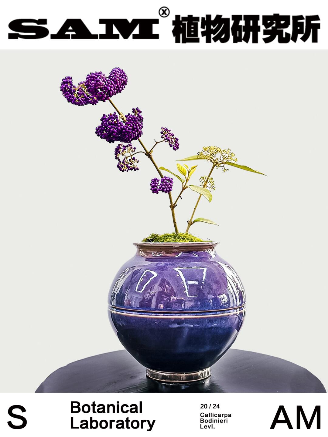 紫珠｜Callicarpa Bodinieri Levl.