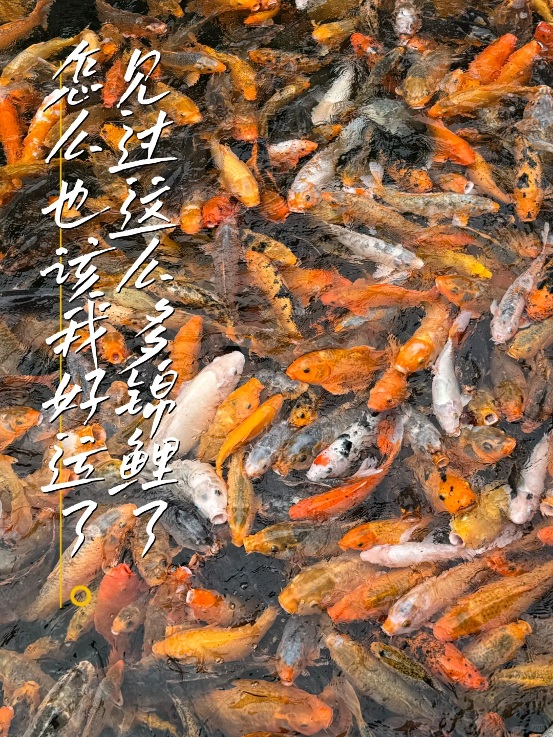 我在宝墨园见过这辈子zui多的锦鲤🐟