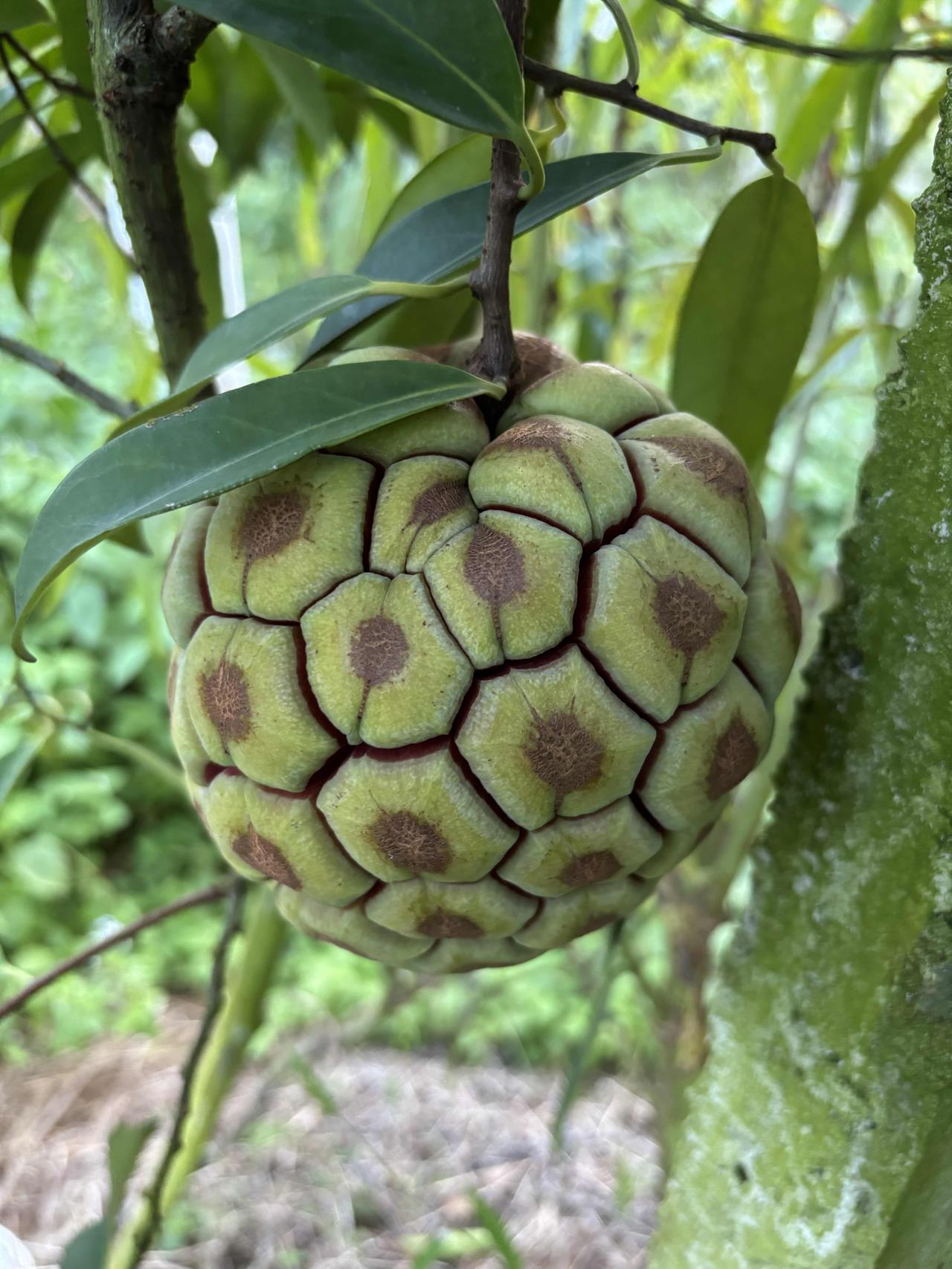 谁能猜出这是什么水果？
不是农村的孩子应该猜不出来，现在它出现在农村学校劳动基地