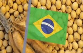 中国一季度大豆进口：美豆黯然失色 南美双雄主导格局

海关总署最新数据显示，20