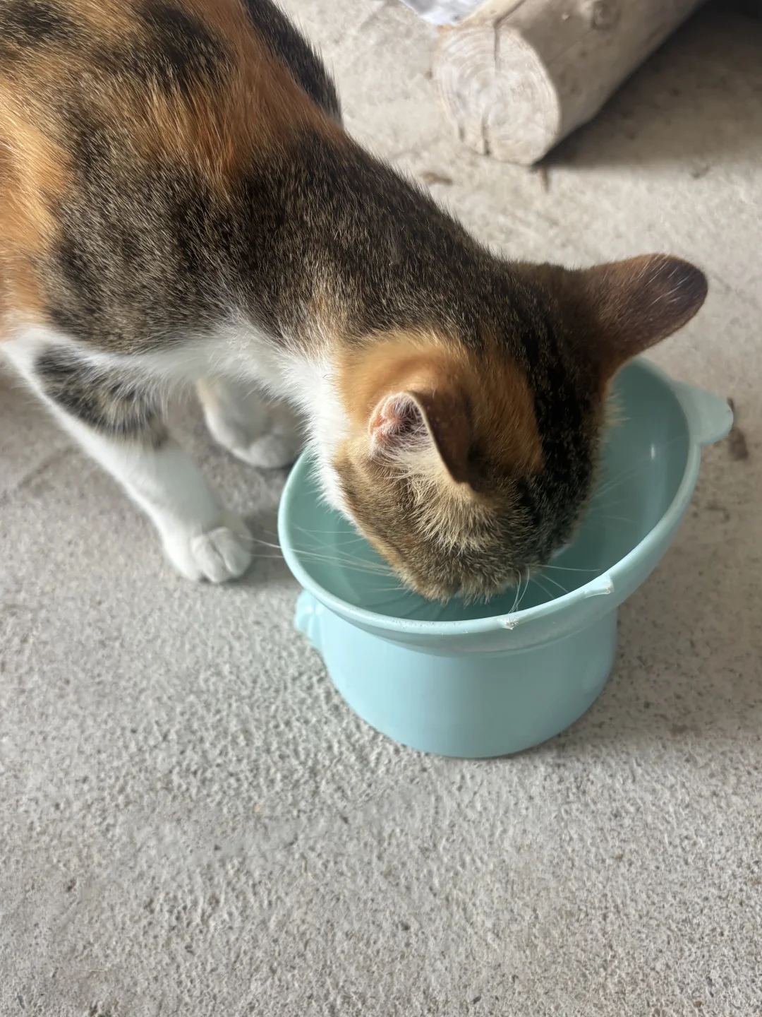 小猫终于学会了吃光光！