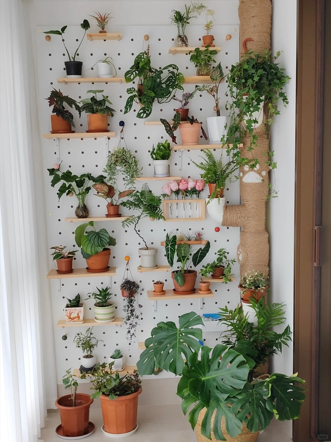 阳台绿植收纳，左滑看四个月后…