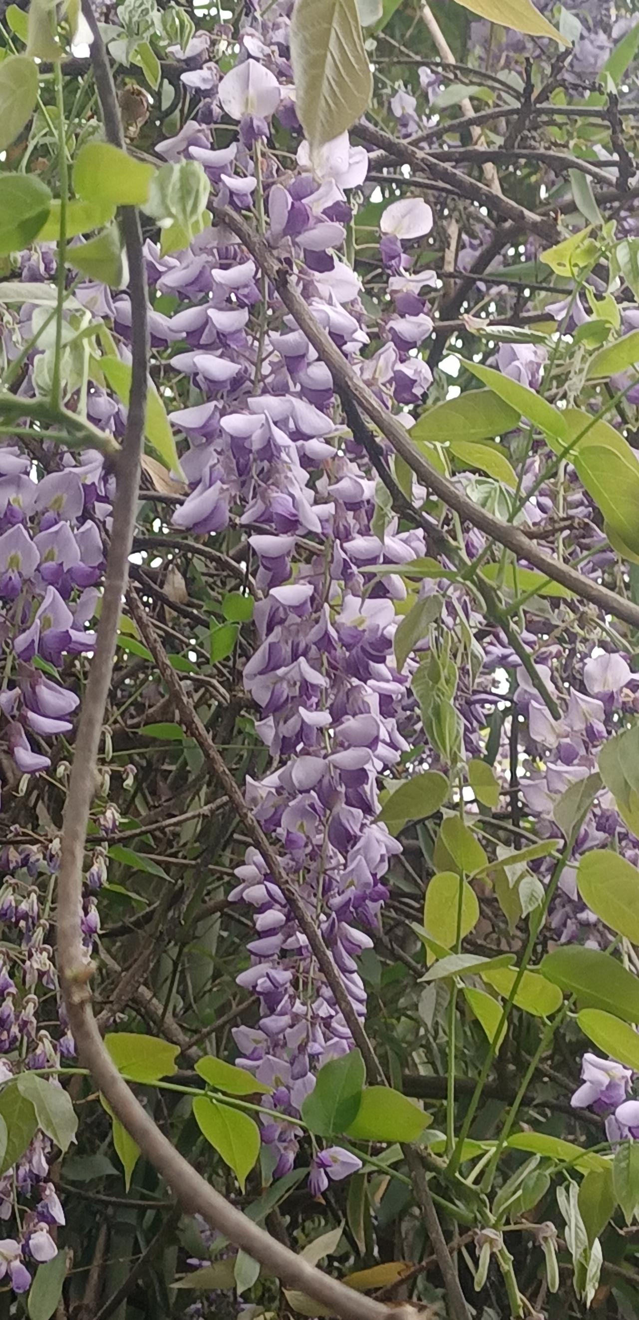 【春之韵·紫藤挂云木，花蔓宜阳春‌】记录我的2026

我匍匐了一百年，
微笑着