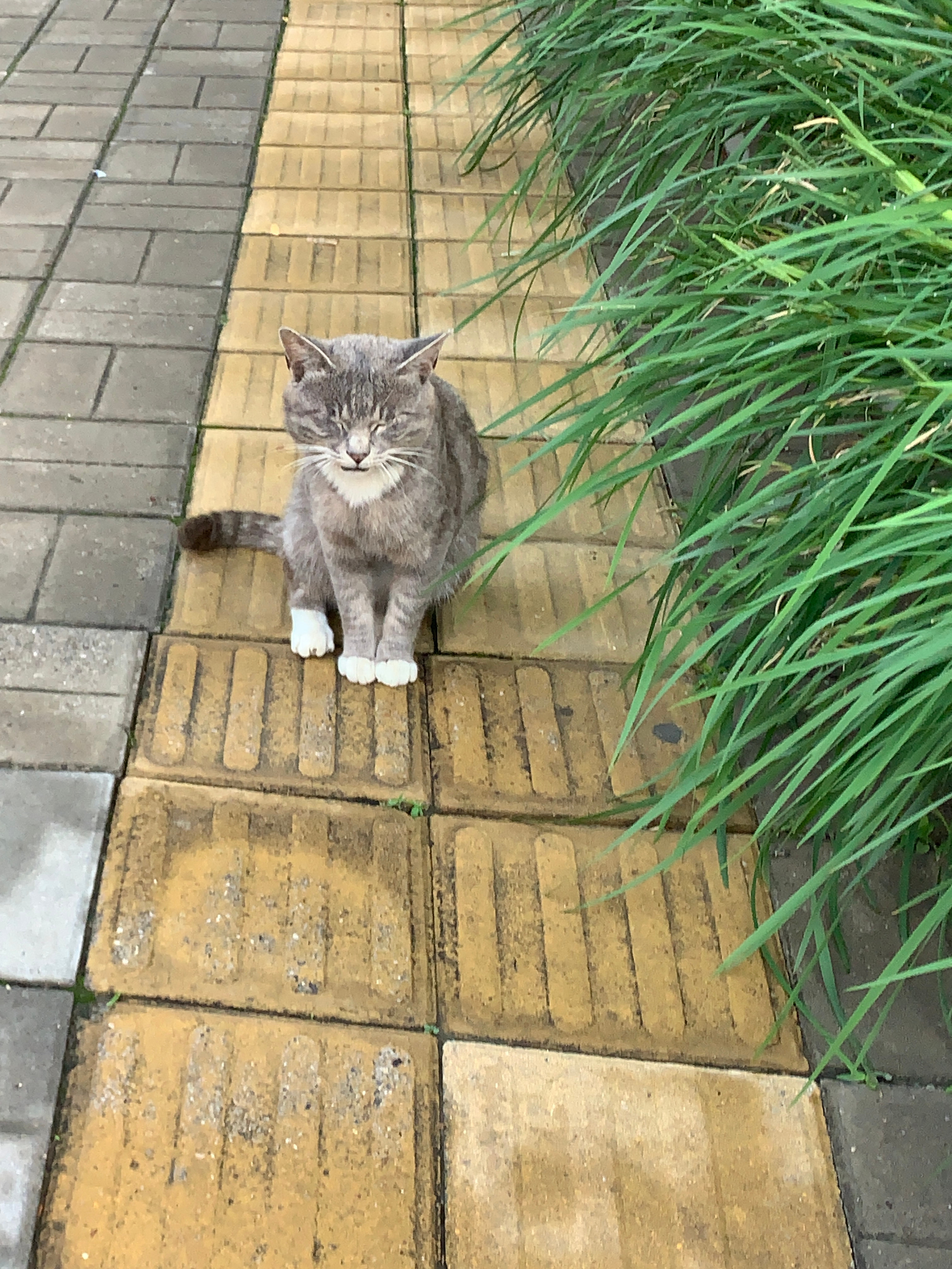 嘬嘬嘬 