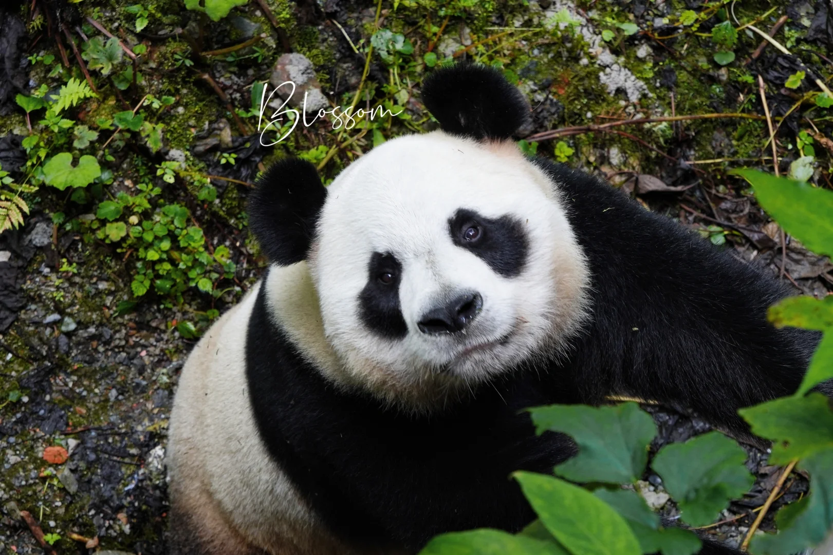 240903 月月的场地有一小片竹林可以打野