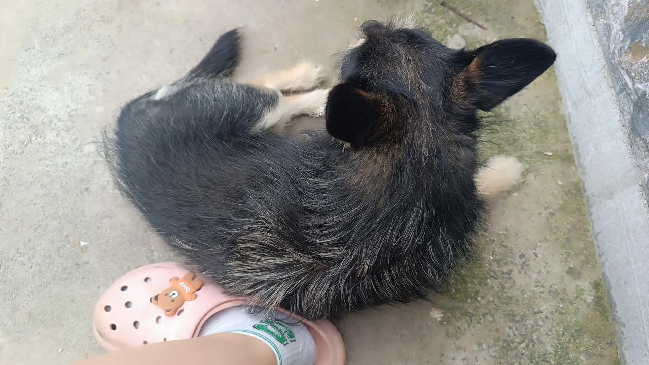 这小土狗和我最亲，我一回老家它便和我寸步不离，知道这是为什么吗？因为我一回家就买