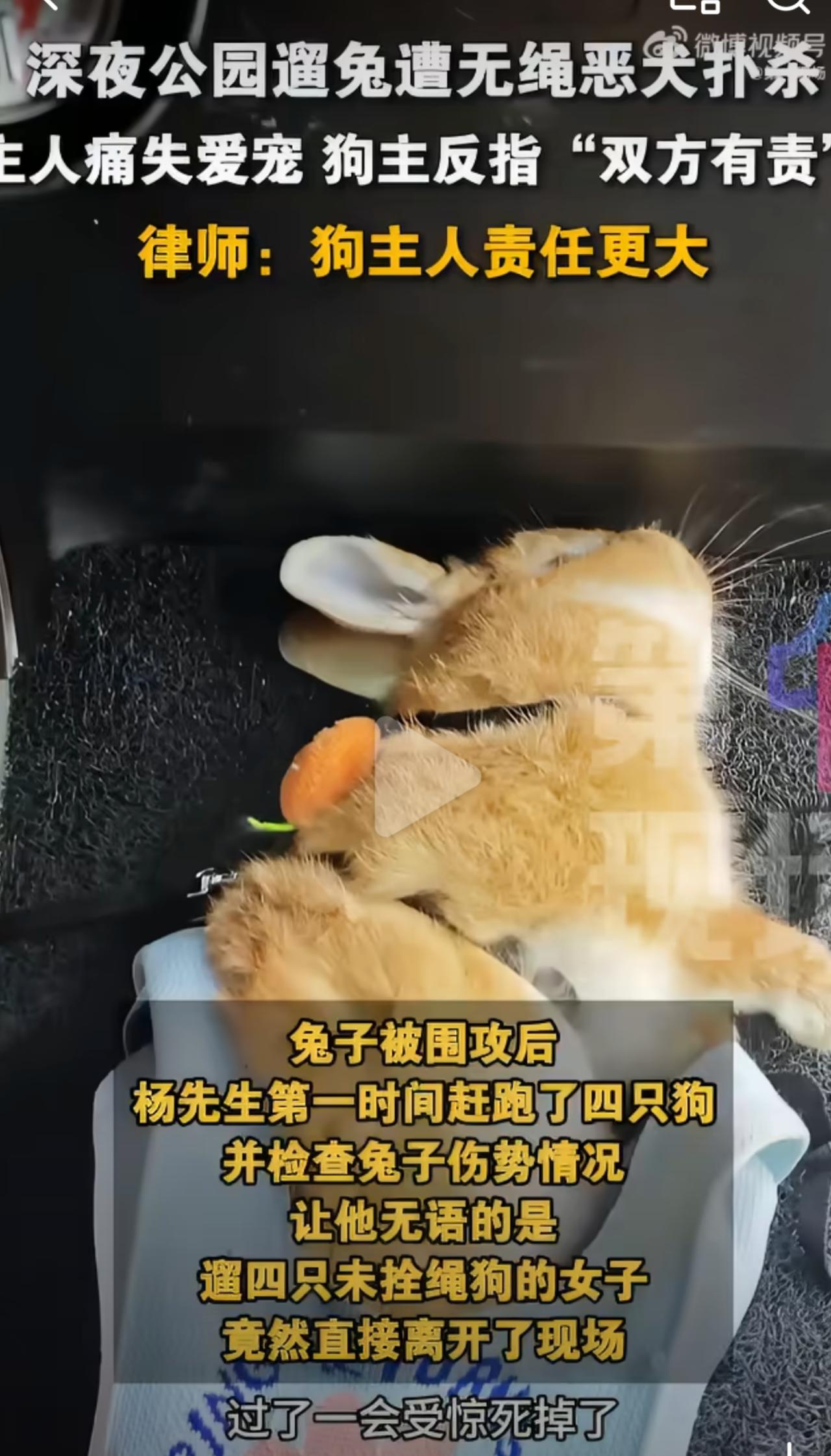 深圳这狗主真是把无赖俩字焊在脸上了！半夜11点放4只无绳狗在公园撒野，活活把人家