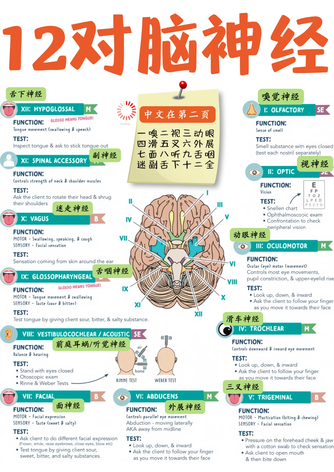 备考RN/12对脑神经！！学！！单词