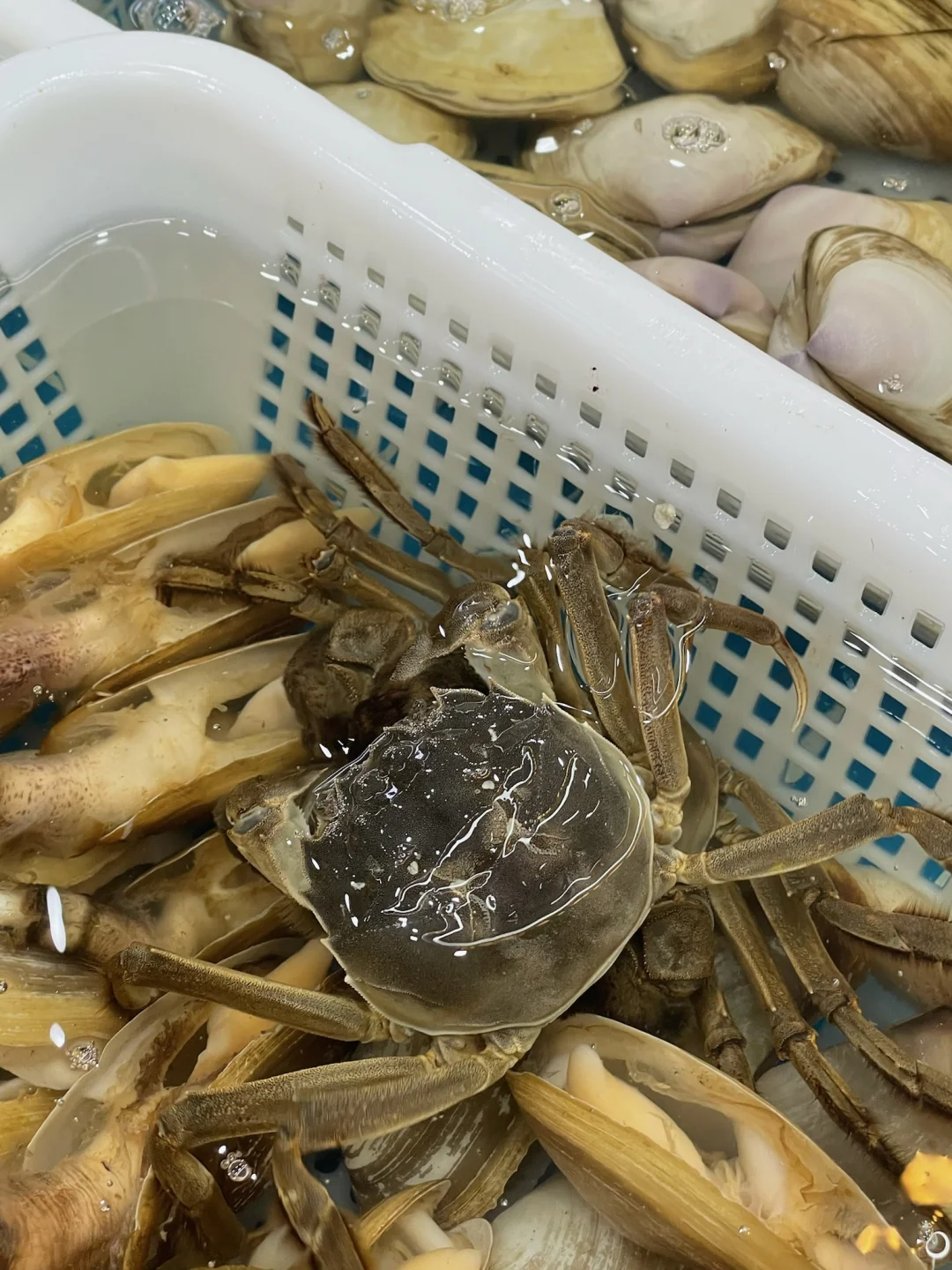 乌鲁木齐的海鲜火锅都进化成这样了吗？？