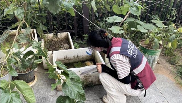 冬天咬人的蚊子已经出现了，繁殖几乎不受限！昆虫专家：成为城市公共卫生新挑战