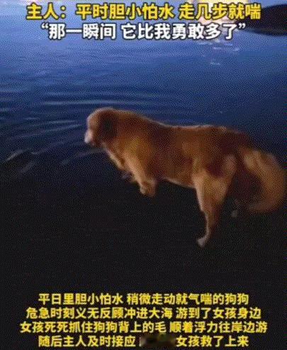 海南，一主人带着自家快十岁的狗子在海边游玩，期间却意外撞见一个小女孩落水遇险，本
