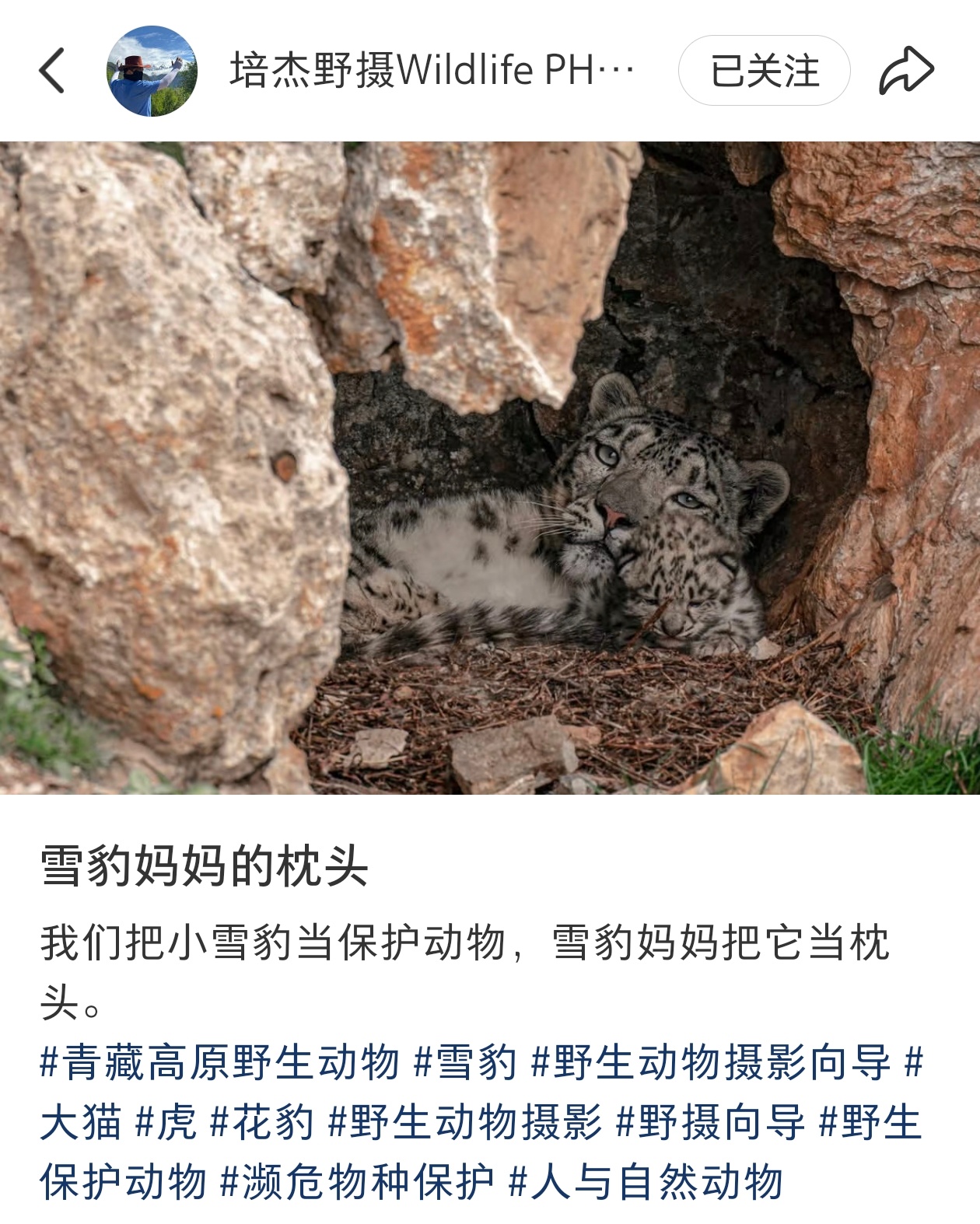 小雪豹：不是，妈？你这合适吗妈？[笑cry][笑cry][笑cry][笑cry]