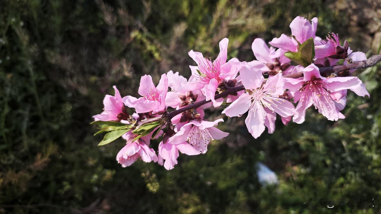 今年春天最想实现的心愿家人无病无灾，生活平安喜乐。知足感恩，做好本分之事，然后再