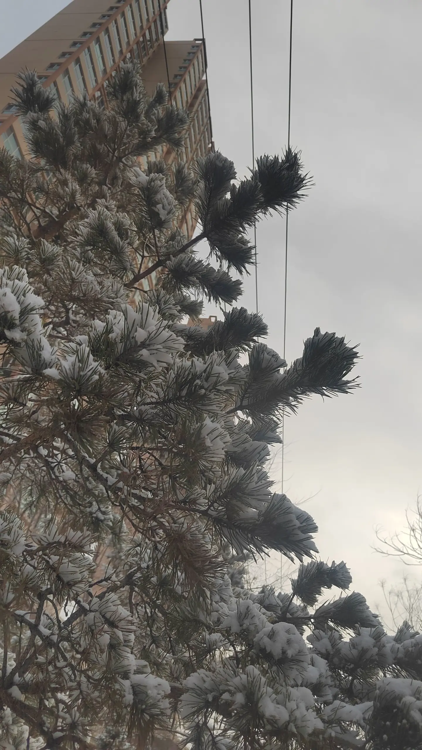 啊，春天来了！