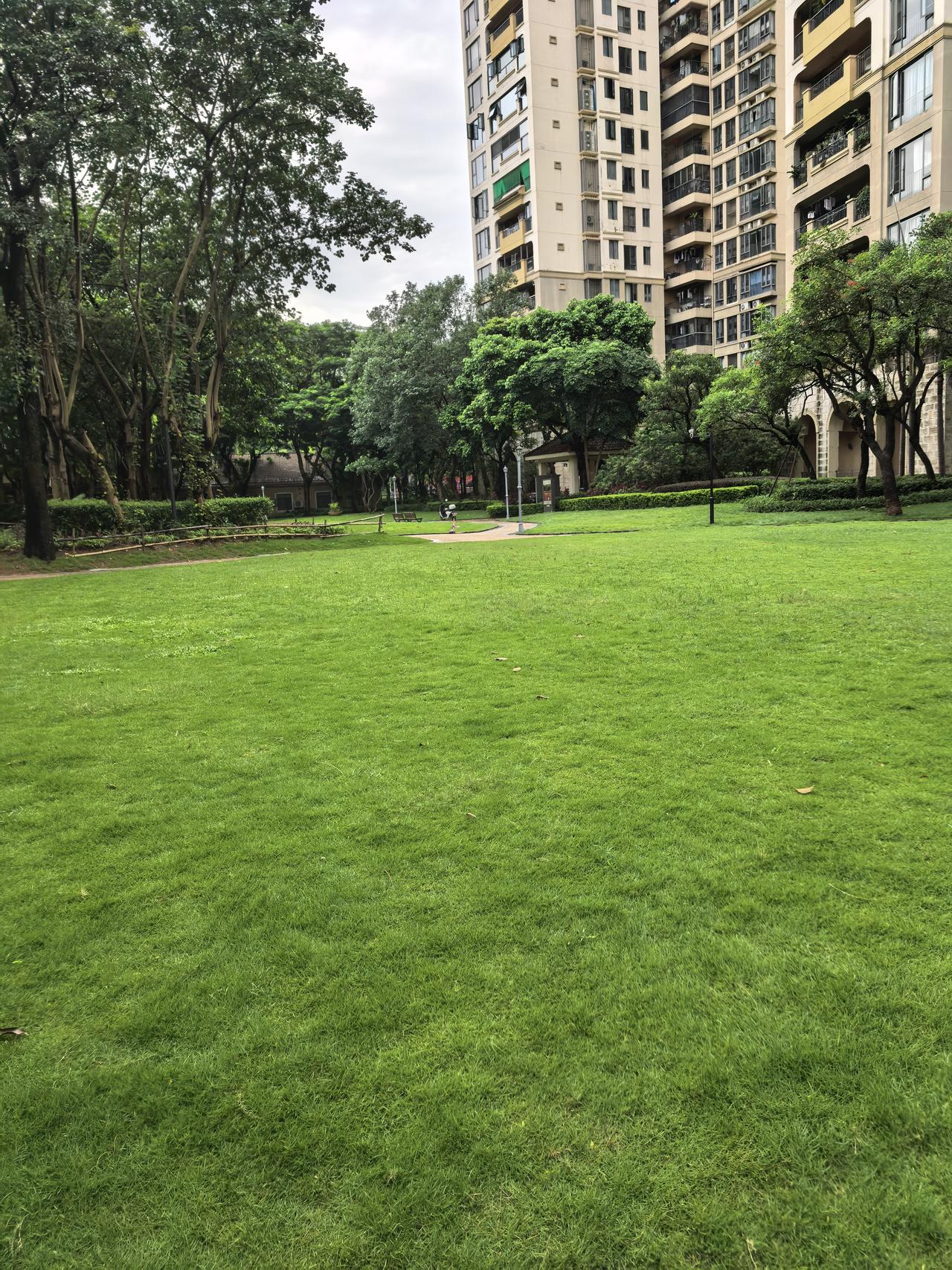 连续几天下雨，小区的草坪一眼望去，确实美。不知你们的小区啥模样？