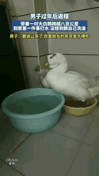 科学都解释不清了！
河南大哥带两只大白鹅跑800公里返程，到家直接看傻眼。
 