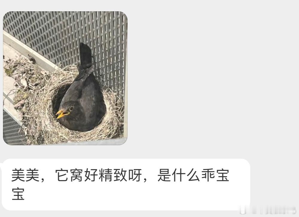 是人见人爱的乌鸫你们的鸫宝[开学季] ​​​