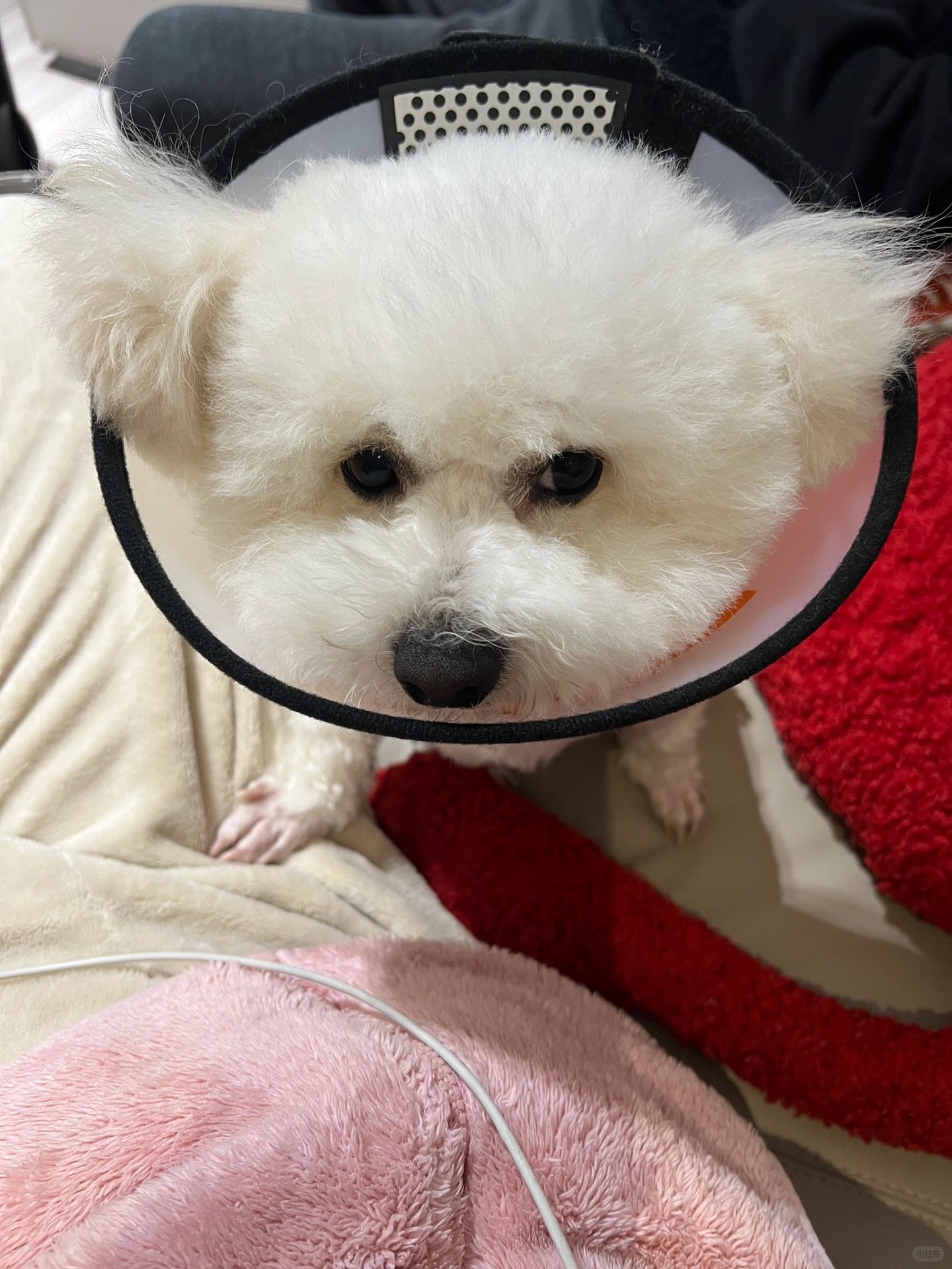 近日生活总结：烦恼小狗