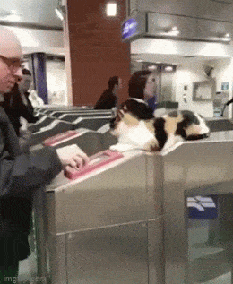 猫猫：刷卡，刷了卡才能进 ​​​