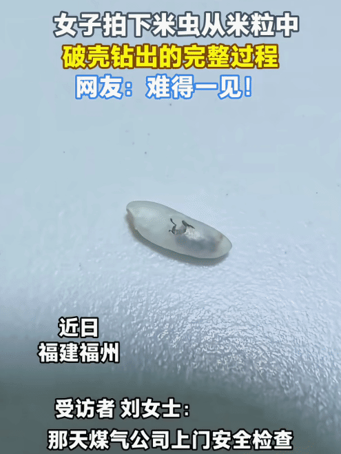 “难得一见！”福建福州，女子发现没封口米袋爬出米虫。没想到，她拍下了米虫从米粒中