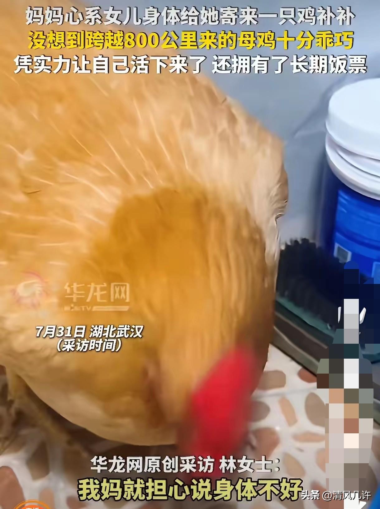 笑不活了！湖北武汉一女子，因为贫血，妈妈心疼得不行，特意从广东老家寄了一只家养的