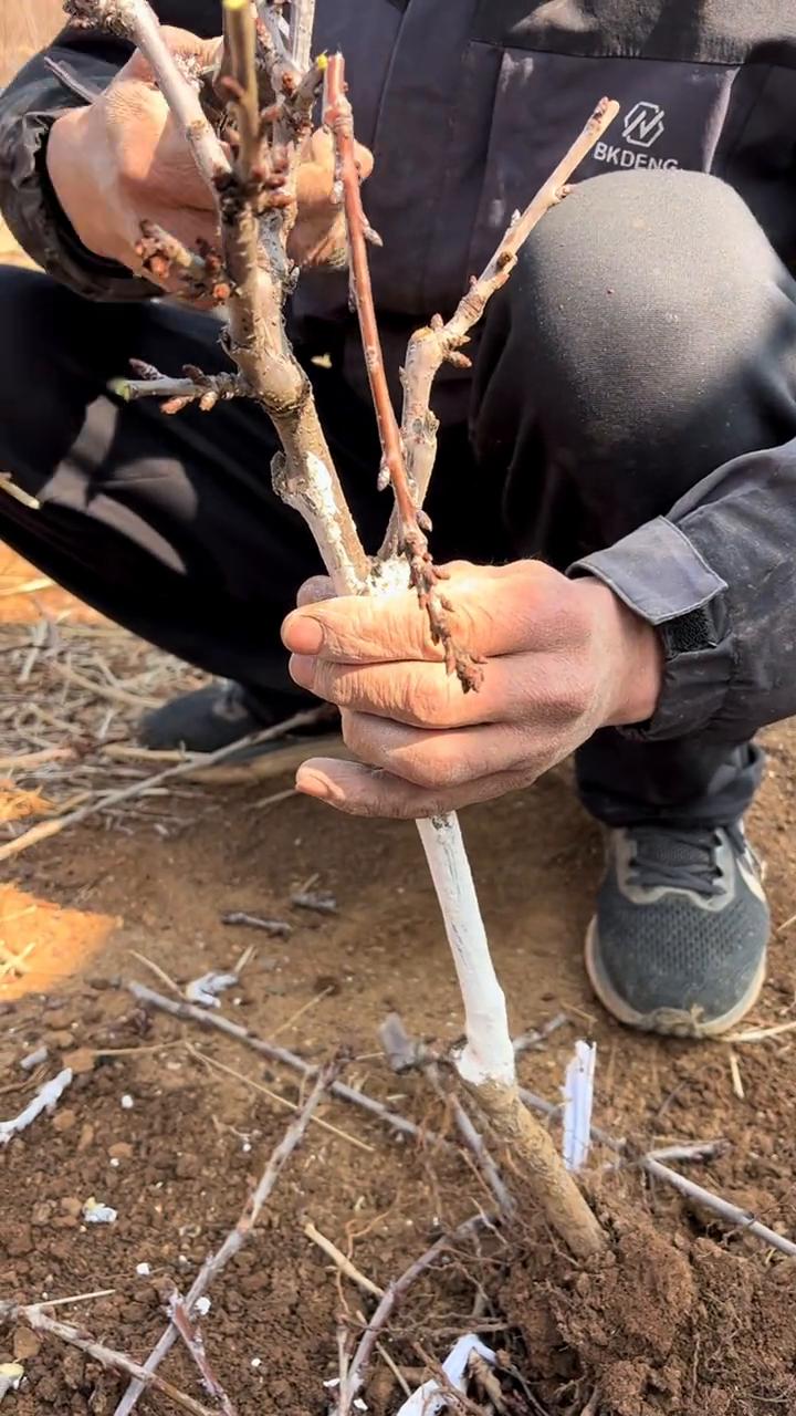 KGB大樱桃树反剪手法。
现场教学，看一下ktv修剪，翻剪，这个时候去掉花芽，大