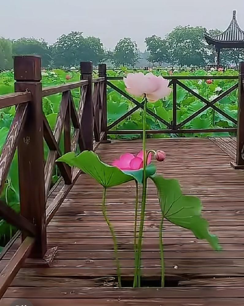 挺喜欢这荷花的，只要有机会就能开放